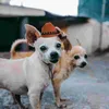 Cosplame de vêtements pour chiens tenues chapeau décorative coiffe de coiffe