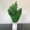 Dekorative Blumen Penglai Kiefern natürlicher getrockneter Blumenstrauß für nordisches Haus DIY Arrangement Hochzeitsbohrung Heiratsdekoration Geschenk