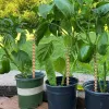 Admite 6 antenas de bobina de cobre de jardinería de jardinería para el cultivo con bobinas de electro de cultivo