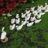 Décorations de jardin Micro Miniature Paysage mignon Mini Duck State Decoration Decoration ACCESSOIRES DE JARDING CRÉATIVE