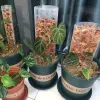 3PCSプラスチックモスポール屋内植物クライミングフレーム植物植物スタンドガーデンアクセサリー