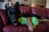 لعبة PLUSH PET SPOCEAKY TOY CUTE DUCK PUPPPY PUPPY ANGES COMPLIS