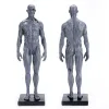 Malefemale Human Anatomy Figure Ecorche et Skin Model Lab Supplies, référence anatomique pour les artistes (gris)