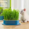 Snack gatto Cat Mint Piantatura della scatola idroponica in erba gatta in pentola Contrasto idroponico set di erba gatto set di catgrass ciotola