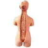 Human Torso Body Model Anatomy Anatomical Medical Internal Organs For Teaching