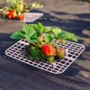 Prend en charge 5/10 / 20pcs carré carré Strawberry Stand Cadre Cadre d'escalade Pilier Pilier Rack Rack Protection de protection des plantes Temps de jardinage