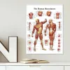 Système musculaire Anatomie Affiche Muscle Muscle Human Anatomy Diagramme Human Anatomy Poster Hospital Hospital Mur Art Corridor Decoration