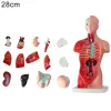 人間の胴体モデルの解剖学解剖学的医療内臓