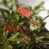 Yoofun 100 Modelli non ripetiti estetici piante naturali farfalle adesivi per animali