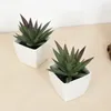 Flores decorativas Mini suculenta copo de fada artificial em vaso de plástico em vaso branco Planta Planta de desktop Decoração