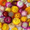 100st Natural Torked Flower Daisy Dry Straw Chrysanthemum Heads Decorative Diy Candle Home Wedding Decor för alla typer av hantverk