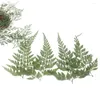 装飾的な花12pcsは乾燥した5-8cm stenoloma chusanum葉の宝石用ポストカード招待状の花の植物草本草本