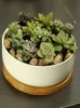 Modern White Ceramic redondo suculento Cactus Planter Pot com drenagem Bamboo TrayDecorative Garden Flower Holder Bowl4024648