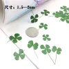 60pcs Green Premed Premed Secchi a 4 foglie Foglie Lucky Leaf Planum Planum per gioielli Orecchini ad anello a sospensione Flower Making Accessori