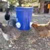 Kit d'alimentation automatique de poulet gravitaire Arafroping volaille pour les seaux d'alimentation barils tambours réduits les déversements de déversement