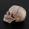 Modello anatomico del cranio smontata 4D Strumento di insegnamento staccabile R9JA