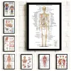 Système musculaire Anatomie Affiche Muscle Muscle Human Anatomy Diagramme Human Anatomy Poster Hospital Hospital Mur Art Corridor Decoration
