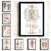 Sistema muscolare Anatomia poster Diagramma di anatomia umana Anatomia umana Poster medico ospedaliero decorazione del corridoio di arte murale