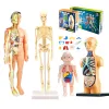 3D Montessori Puzzle Mannequin Anatomia humana Modelo