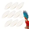 Altre forniture per uccelli coccole osso per parrocchetti giocattolo naturale dissalato conure cockatiel pappagallo masticando piccola gabbia