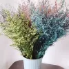 50g / 30 ~ 42 cm Lover Grass Natural Fresh Sèche Dans Dancing Flowers, Real Forever Flower Grass Branch pour la décoration intérieure, mariage