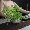 NOUVEAU chinois Retro Art Flower Desktop Afficher en cuivre Green Céramique Flowy Flower Pot Pot Water Culture Copper Money Grass