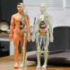 3D Montessori Puzzel Mannequin Human Anatomy Model Kinderleren organen Toys Educatieve lichaamsonderzoek Tools STEMOYS SPEYS