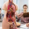 人間の胴体モデルの解剖学解剖学的医療内臓