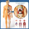 3D Montessori Puzzle Mannequin Anatomia humana Modelo