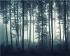 Fond d'écran personnalisé Paysage Natural Forest Tree Tew