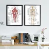 Sistema muscolare Anatomia poster Diagramma di anatomia umana Anatomia umana Poster medico ospedaliero decorazione del corridoio di arte murale