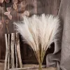 50cm 10pcs Fluffy Pampas Grass Decor Boho Flor Planta falsa Fiesta de bodas simulada Decoración del hogar de Navidad Flor artificial