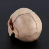 Modello anatomico del cranio smontata 4D Strumento di insegnamento staccabile R9JA