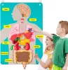 Montessori menschliche Körperteile mit 3D -Organen menschlicher Anatomie Spielzeugbuch, unterrichten Körperteile Filzgeschichten für Kleinkinder