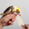 Andere Vogelversorgungen 6 Stcs Cuttlebone -Schnabel Mühle Kauenspielzeug für Cockatiels Shelke Haustier -Leckereien kauen hängende Spielblöcke Tintenfisch