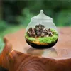 Vaser Glass Planter Burkar Terrarium Container: Transparent Ecological Bottle DIY Landscaping Container Landscape