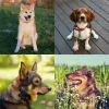 Soft Leather Dog Collar Buldog Pitbull Puppy Dog Collar for Small Medium Large Dogs Cute Cat Dog Neck Strap Pet Dog Accessories
