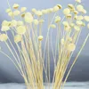 Fiori decorativi 10 pezzi pulsante secco Chrysantemum fiore fresco pacchetto di materiale fai -da -te composizione regalo di alta qualità decorazioni per matrimoni