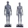 Malefemale Human Anatomy Figure Ecorche et Skin Model Lab Supplies, référence anatomique pour les artistes (gris)