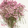 60pcs 5-10cm Dried Pressed Absorbed Gypsophila Flowers Plant Herbarium For Jewelry Photo Frame Phone Case Bookmark Craft DIY