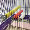 14 cm Partia Parrot Budgie żuć ugryzienie łapy szlifierki zabawki ptak klasa stojak na giełdzie zaopatrzenia w małe ptaki