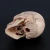 Modello anatomico del cranio smontata 4D Strumento di insegnamento staccabile R9JA