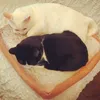 Letti per gatti mobili pane tostato letto gatto letto petatore per sonno letto dog dog letti da cane calda cucciolo materasso nido materasso per peta