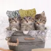 Capotte da doccia per PEGE CATTO PEGE, Piccoli tappi per la doccia impermeabili per Sphynx, riutilizzabili, mantengono asciutti le orecchie da gattino