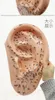 40cm EAR MODEL AURICULAR ACUPUNCTURE ACUPOINTS CHINESE CHARACTERS ENGLISH CODE