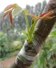 Roostape, Hainansstry rekbare tuinwortelplanten reparatie tapes voor bloemen fruitboom en poly ontluikende tape - GRE