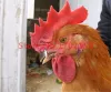 Gallo da gallina anelli di pollo becchi di pollo senza bullone occhiali di pollo fagiani vetrali da allevamento di pollo animali da coltivazione da 50 pezzi 50 pezzi