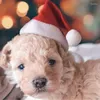 犬のアパレルサンタ帽子ポータブルクリスマスペット再利用可能な猫の帽子子犬の子猫用品の多機能コスチューム