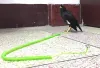 1 st blå/gul/grön flexibelt fågelflygande rep 3m/6m/10 m papegoja cockatiels stjärnling fågel husdjur koppel utomhus flygande träning rep