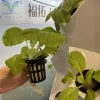 Intelligent Growing Smart Planter with Hydroponics System Garden Greenhouse for Planting Vegetables Flowers Herbs